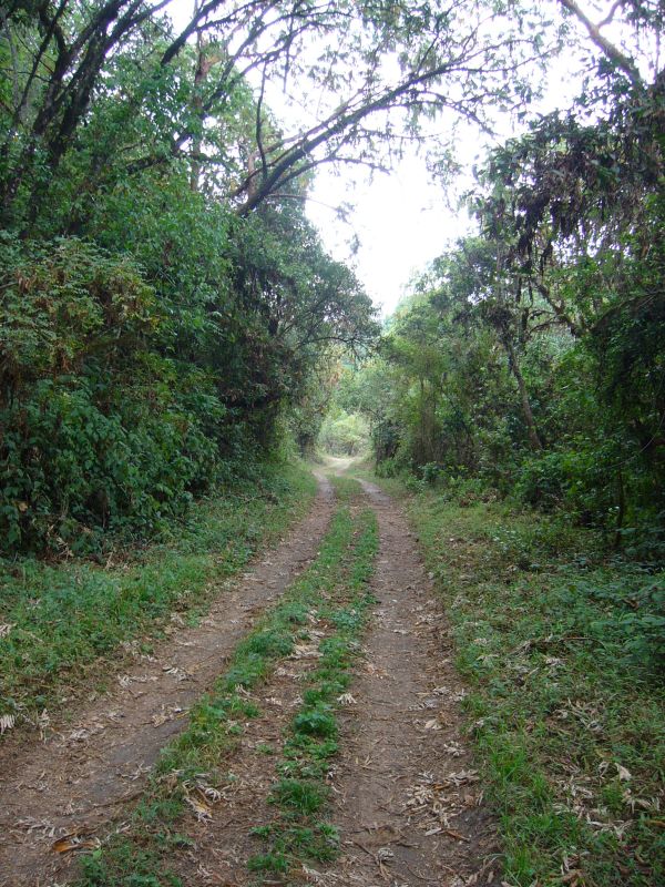 African country lane.jpg